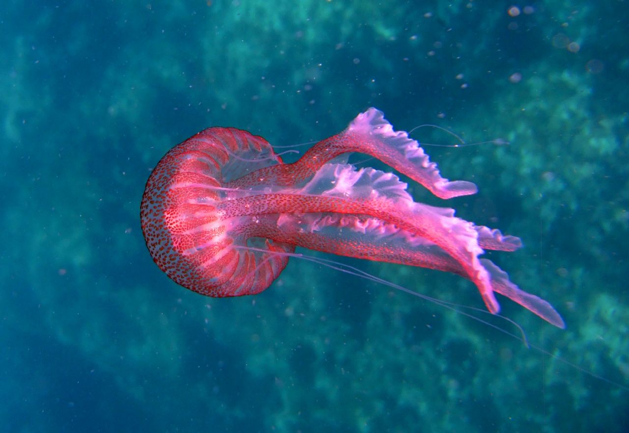 Pelagia noctiluca